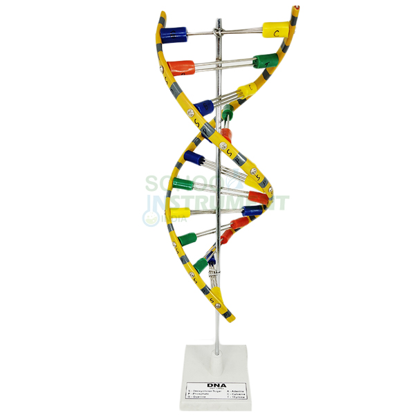 DNA Model, Standing, Economy